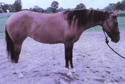 Jerrys-Taxes-Are-Due-SIDE Reining Horse for Sale - Jerrys Taxes Are Due